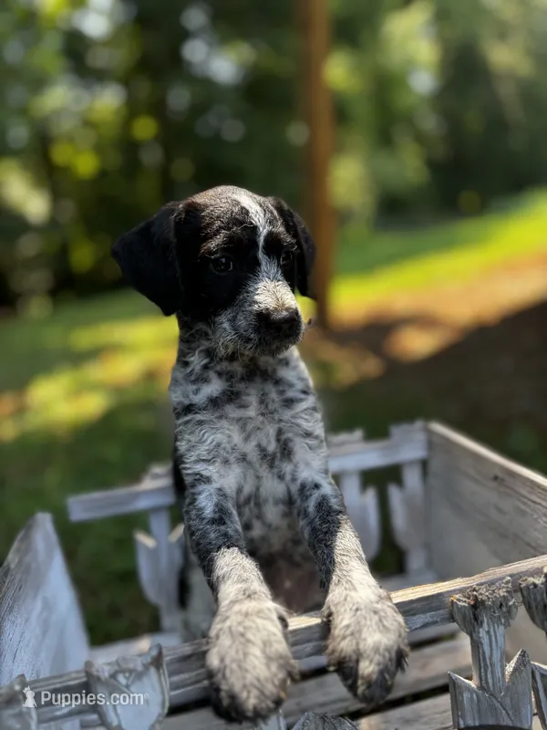 Sprinkles – Cockapoo puppy for sale in Hiddenite, NC
