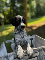 Sprinkles, a female Cockapoo for sale in Hiddenite, NC – 1 of 2