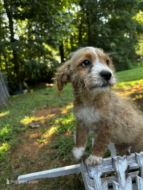 Cinnamon  – Cockapoo puppy for sale in Hiddenite, NC
