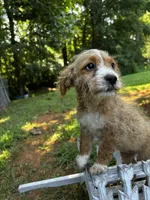 Cinnamon , a female Cockapoo for sale in Hiddenite, NC – 1 of 2