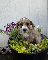Cinnamon , a female Cockapoo for sale in Hiddenite, NC – 2 of 2