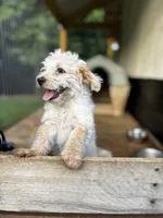 Sugar, a male Cockapoo for sale in Hiddenite, NC – 2 of 2
