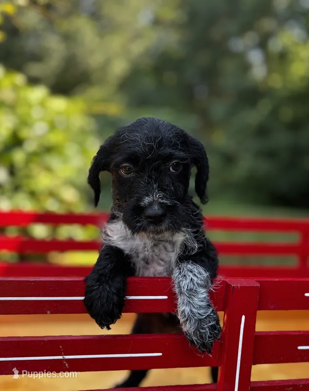 Pepper – Cockapoo puppy for sale in Hiddenite, NC