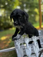 Pepper, a female Cockapoo for sale in Hiddenite, NC – 2 of 2