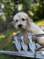 Sugar, a male Cockapoo for sale in Hiddenite, NC – 1 of 2