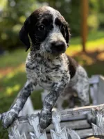 Sprinkles, a female Cockapoo for sale in Hiddenite, NC – 2 of 2