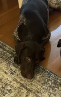 Drake, a male German Shorthaired Pointer for sale in Brooklyn, NY – 3 of 5