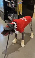 Drake, a male German Shorthaired Pointer for sale in Brooklyn, NY – 2 of 5