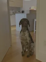 Drake, a male German Shorthaired Pointer for sale in Brooklyn, NY – 5 of 5
