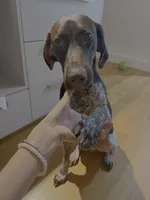 Drake, a male German Shorthaired Pointer for sale in Brooklyn, NY – 4 of 5