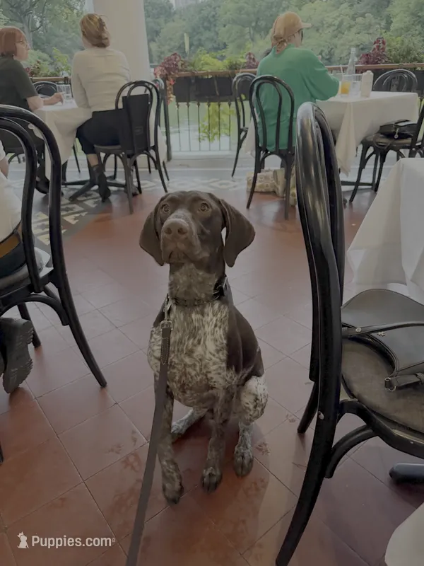 Drake – German Shorthaired Pointer puppy for sale in Brooklyn, NY
