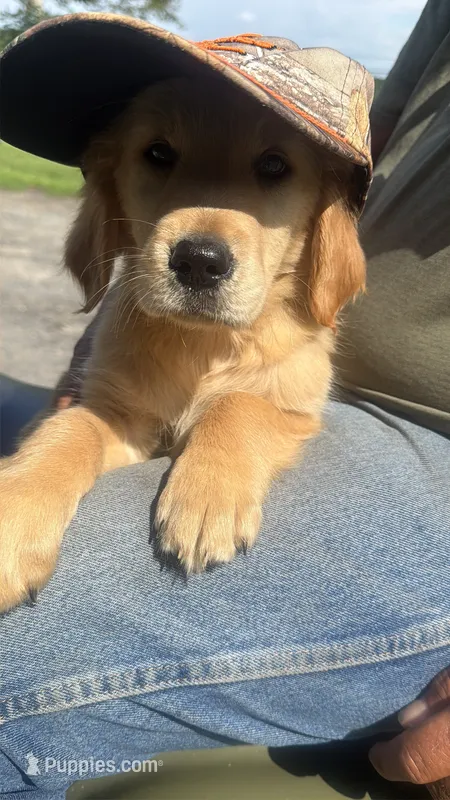 Big Red – Golden Retriever puppy for sale in Galway, NY