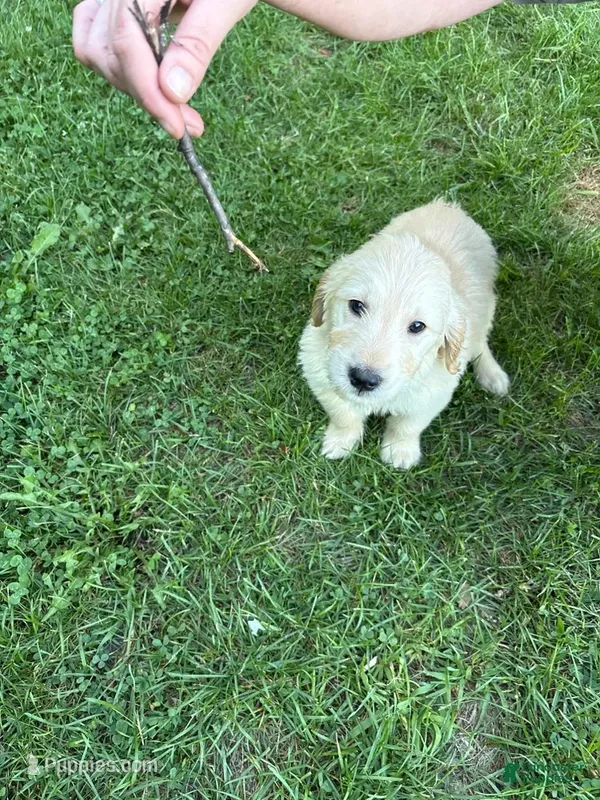 Dashing Dark Green – Golden Retriever puppy for sale in Galway, NY