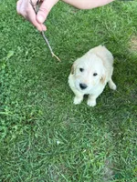 Dashing Dark Green, a male Golden Retriever for sale in Galway, NY – 1 of 1