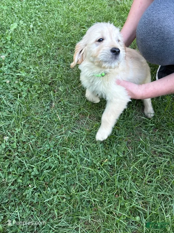 Little Lime – Golden Retriever puppy for sale in Galway, NY