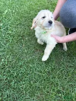 Little Lime, a female Golden Retriever for sale in Galway, NY – 1 of 1