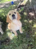 Big Red, a male Golden Retriever for sale in Galway, NY – 2 of 3