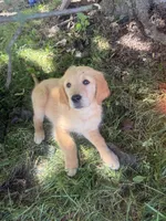Big Red, a male Golden Retriever for sale in Galway, NY – 3 of 3