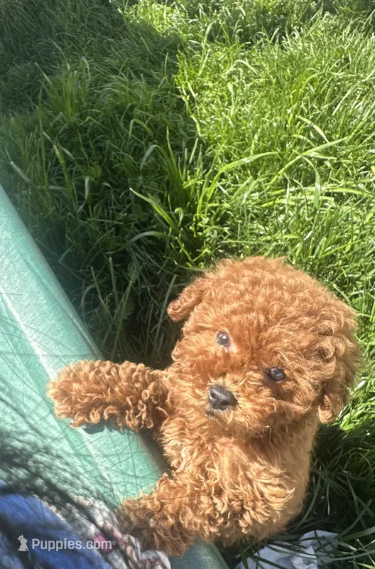 Teddy – Poodle - Toy  puppy for sale in Chicago, IL
