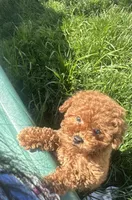 Teddy, a male Poodle - Toy  for sale in Chicago, IL – 1 of 1