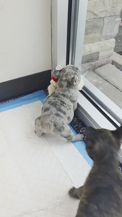 Sasha, a female French Bulldog for sale in Fort Myers, FL – 3 of 3
