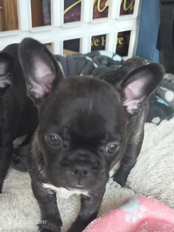Agnes – Frenchton puppy for sale in Fort Myers, FL
