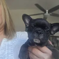 Maverick, a male Boston Terrier for sale in Fort Myers, FL – 2 of 3