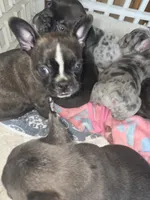 Lacy, a female Boston Terrier for sale in Fort Myers, FL – 4 of 4