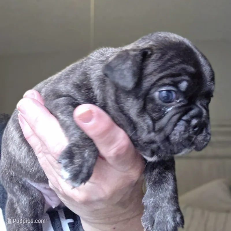Agnes – Frenchton puppy for sale in Fort Myers, FL