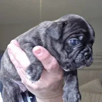 Agnes, a female Frenchton for sale in Fort Myers, FL – 1 of 3