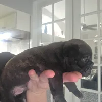 Maverick , a male Frenchton for sale in Fort Myers, FL – 2 of 3