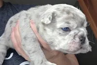 Ava, a female French Bulldog for sale in Fort Myers, FL – 3 of 3
