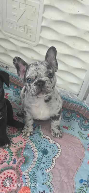 Blitz – French Bulldog puppy for sale in Fort Myers, FL
