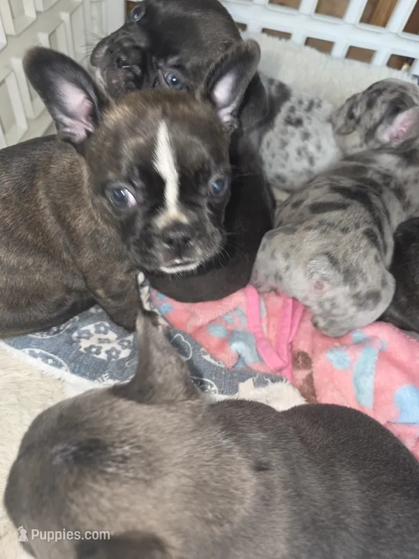 Lacy – Frenchton puppy for sale in Fort Myers, FL
