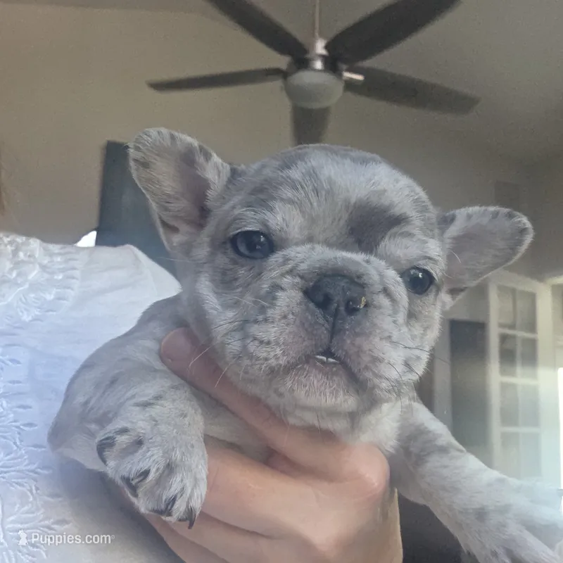 Sasha – French Bulldog puppy for sale in Fort Myers, FL