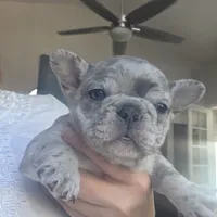 Sasha, a female French Bulldog for sale in Fort Myers, FL – 1 of 3