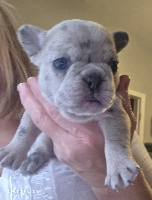Sasha – French Bulldog puppy for sale in Fort Myers, FL