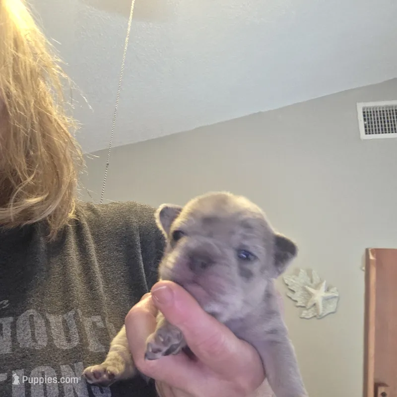 Sasha – French Bulldog puppy for sale in Fort Myers, FL