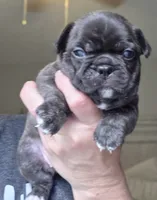 Agnes, a female Frenchton for sale in Fort Myers, FL – 2 of 3