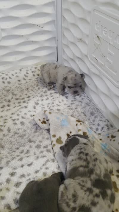 Sasha, a female French Bulldog for sale in Fort Myers, FL – 2 of 2