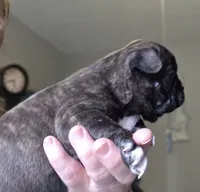 Lacy, a female Frenchton for sale in Fort Myers, FL – 3 of 3