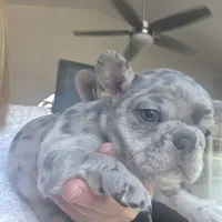 Sasha, a female French Bulldog for sale in Fort Myers, FL – 2 of 3