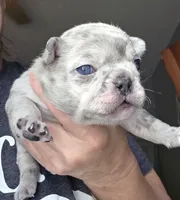 Ava, a female French Bulldog for sale in Fort Myers, FL – 1 of 3