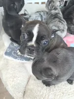 Lacy, a female Boston Terrier for sale in Fort Myers, FL – 3 of 4