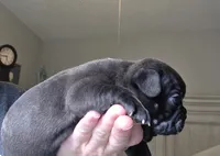 Jett, a male Frenchton for sale in Fort Myers, FL – 2 of 2