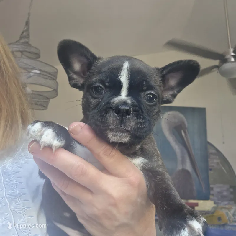 Lacy – Boston Terrier puppy for sale in Fort Myers, FL