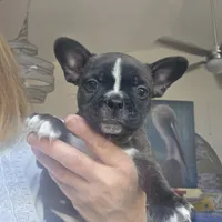 Lacy, a female Boston Terrier for sale in Fort Myers, FL – 1 of 4