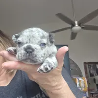 Blitz, a male French Bulldog for sale in Fort Myers, FL – 3 of 6