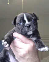 Lacy, a female Frenchton for sale in Fort Myers, FL – 2 of 3