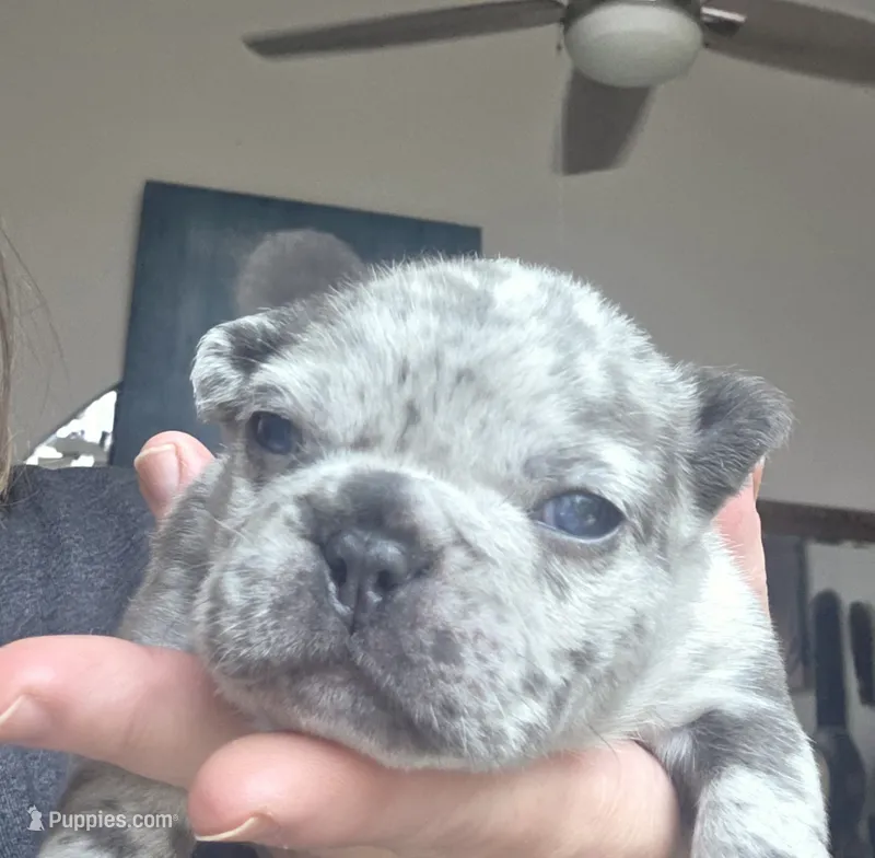 Blitz – French Bulldog puppy for sale in Fort Myers, FL